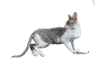 Cornish Rex Frimousse