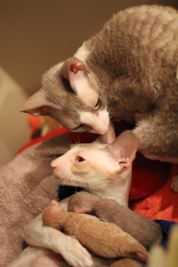 Cornish Rex cattery