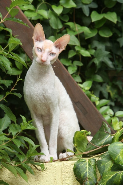 Cornish Rex Ideal Dream Bartok