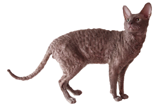 Cornish Rex Rexflower Cupido